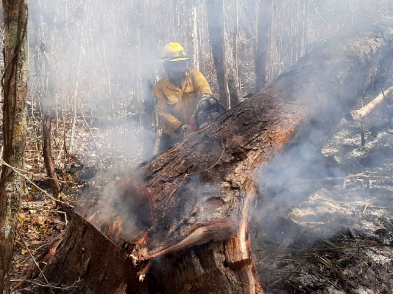 Sigue atención a incendio forestal que afecta 2,600 hectáreas en Quintana Roo