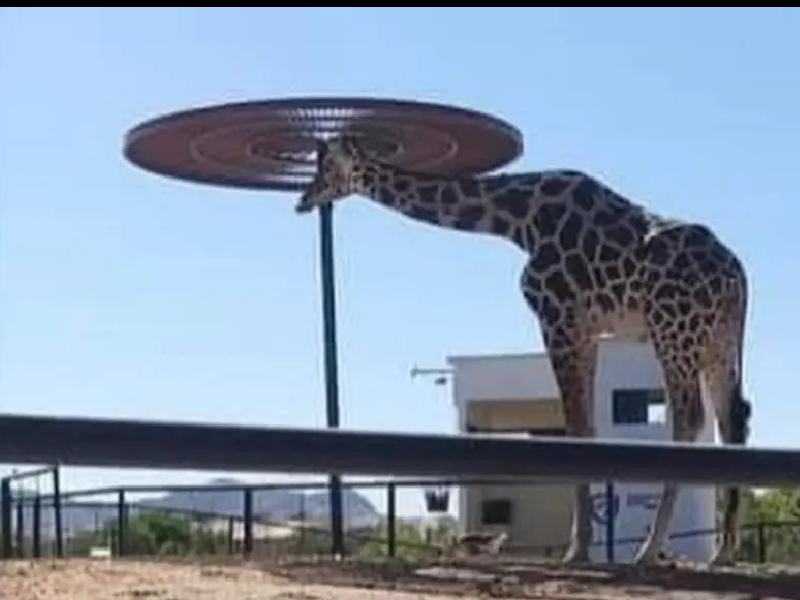 "Benito", la jirafa desamparada busca protegerse del intenso sol en Cd Juárez