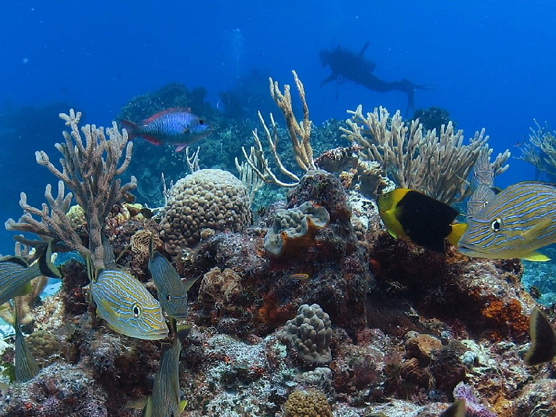 Descubren una nueva especie de coral en el arrecife de Cozumel, Quintana Roo
