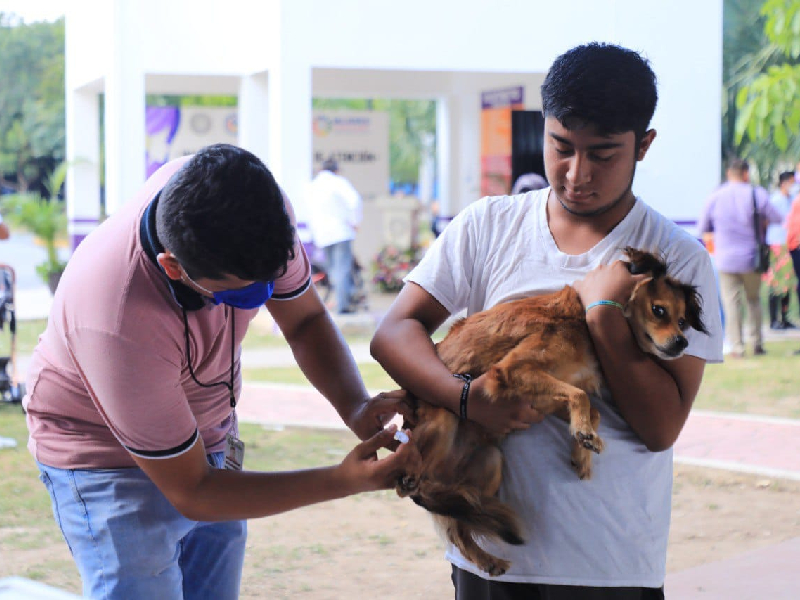 Reducirán fauna callejera con más esterilizaciones