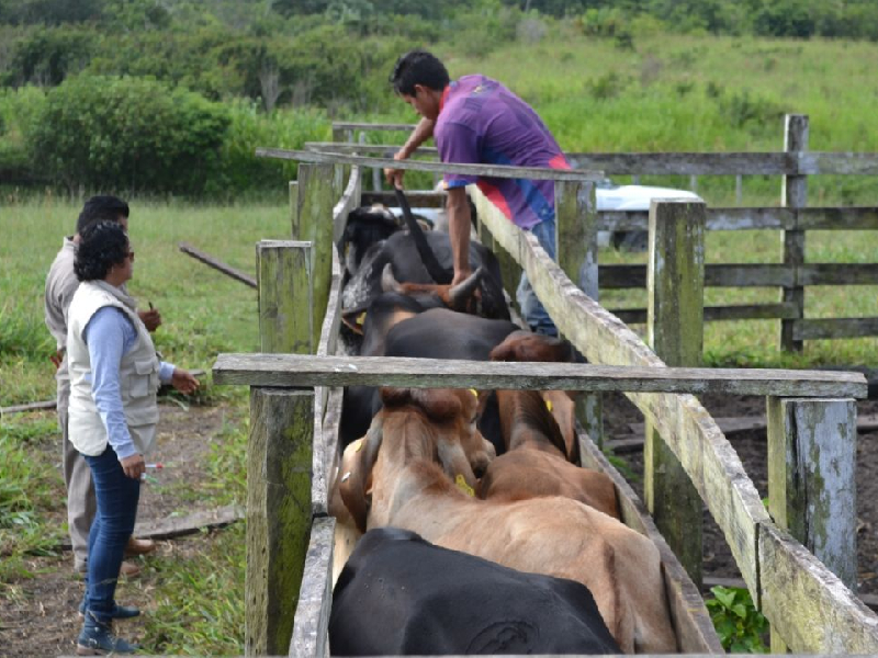 Sequía y competencia con Belice impacta a la ganadería