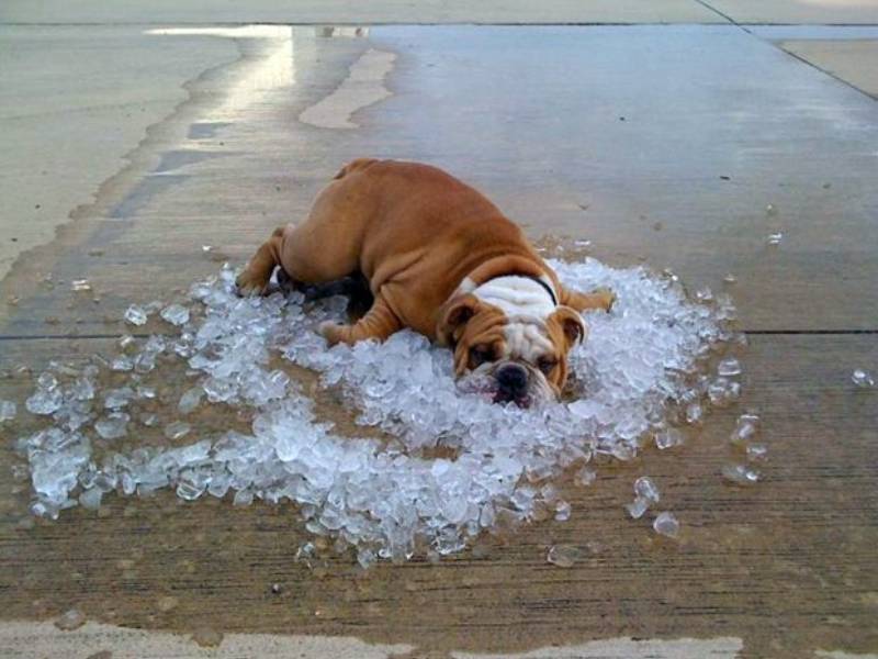 Cómo proteger a tus mascotas de la ola de calor