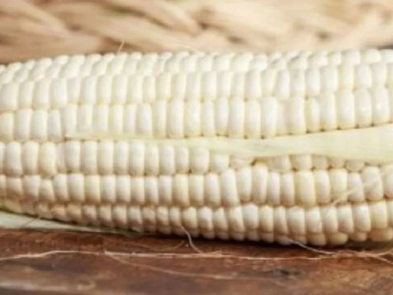 Tras protestas, importación de maíz blanco tendrá arancel de 50%