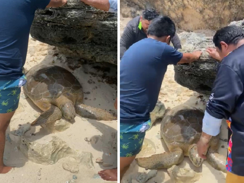 Auxilian y rescatan a tortugas Marinas en Isla Mujeres