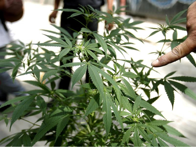 Analizan en Quintana Roo el uso comercial legal de la Cannabis