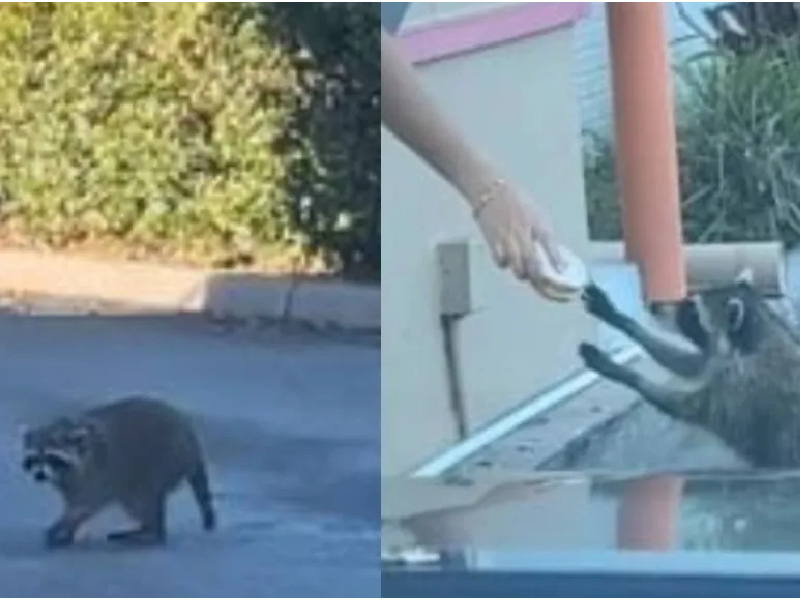 VIDEO: “¡Dásela!”, Empleada da una dona a mapache que hizo fila