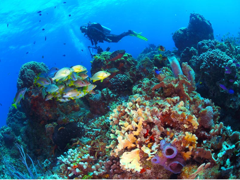 Importante avance en la conservación de los arrecifes de coral
