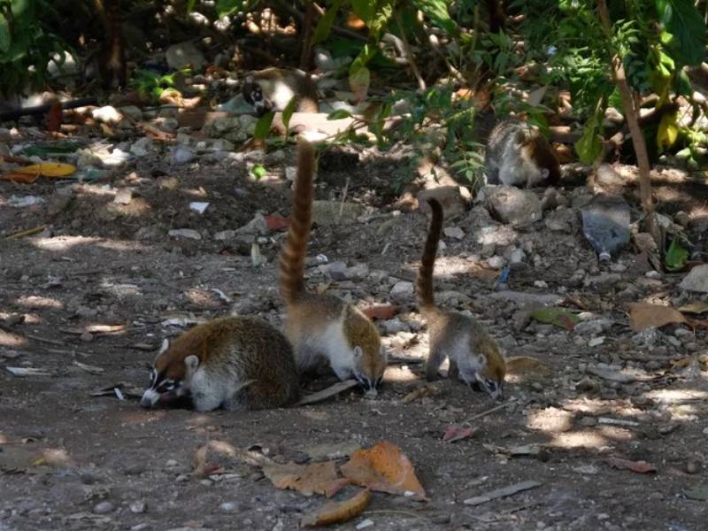 preservacion coati