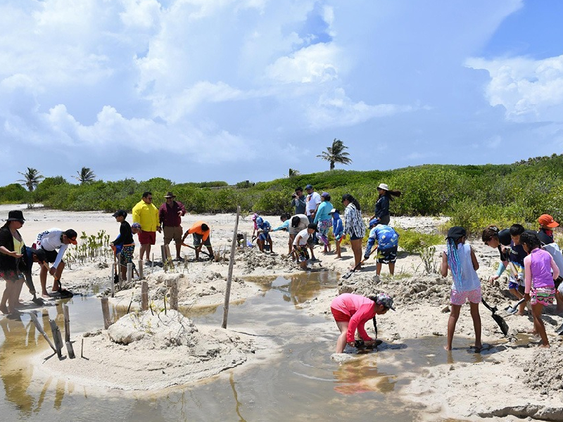 Estudiantes restauran manglar en Punta Sur de Cozumel