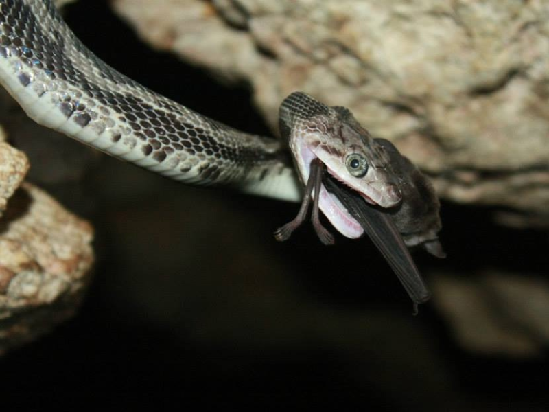 La cueva de las serpientes colgantes de Kantemó en José María Morelos