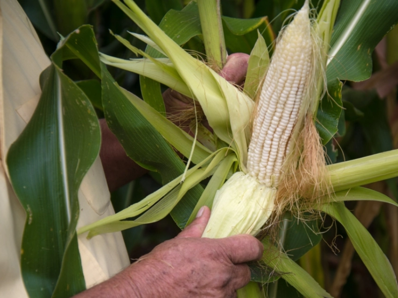 México adquiere 68% del maíz blanco en Sinaloa