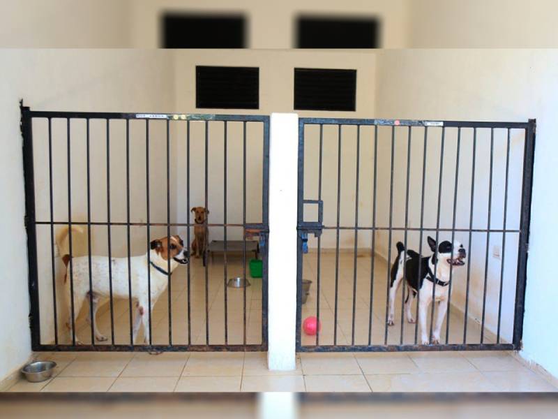 Refugio de animales en Solidaridad en proceso de renovación
