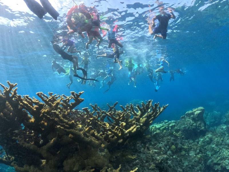 Continúa la restauración y siembra de corales en Punta Sur