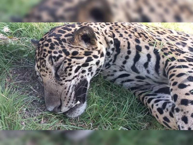 Reportan nuevo atropellamiento de jaguar en Quintana Roo