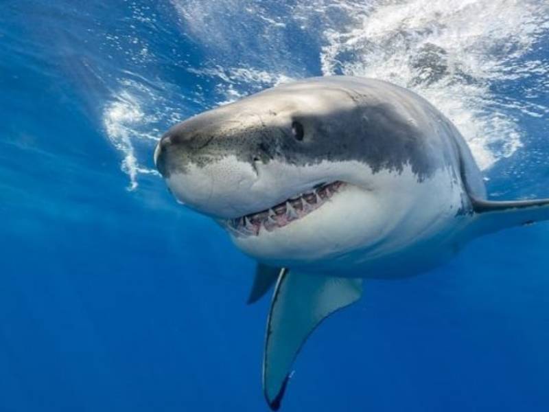 Movimiento rescata a tiburones de ser destinados a consumo humano 