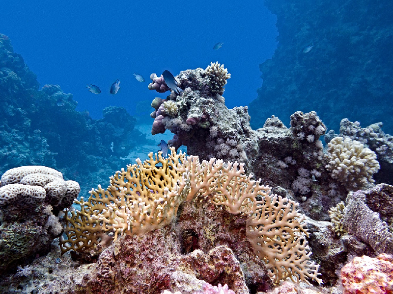 Guías certificados inculcan buenas prácticas en turistas que visitan el arrecife