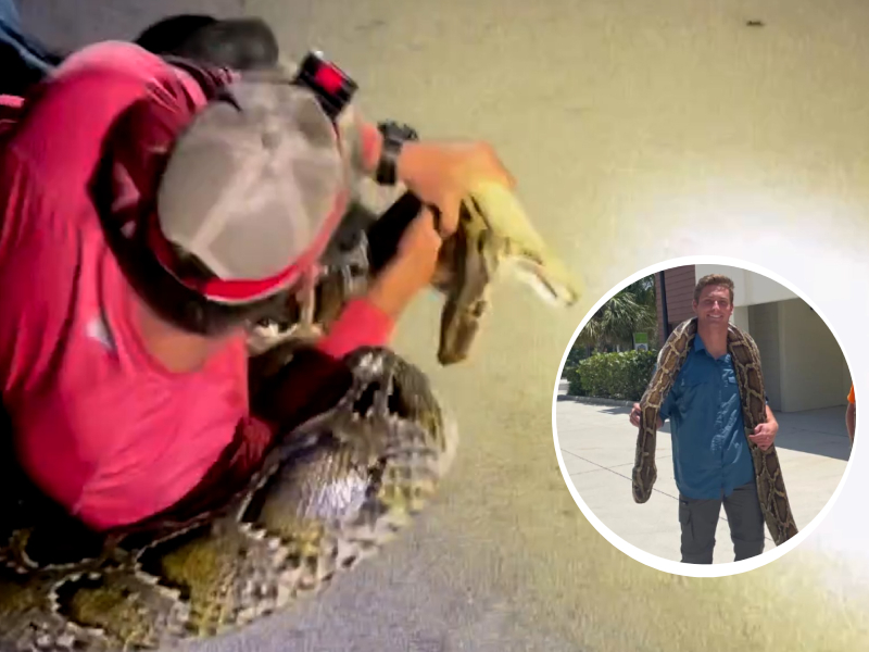 VIDEO: Joven captura a una pitón birmana de ¡casi seis metros!