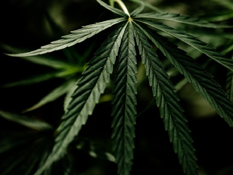 Cannabis: Productos en circulación permitidos por la COFEPRIS