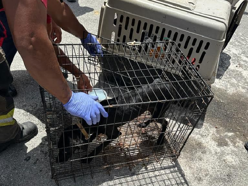 Rescatan a 5 perros con vida y hayan 23 sin vida en casa de Cancún