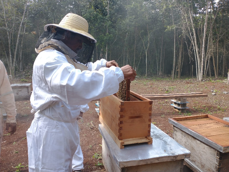Retrocede plaga el precio de la miel