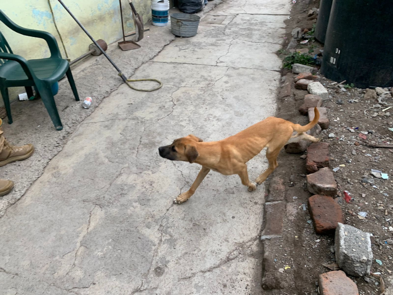 Rescatan a 10 perros abandonados en inmueble de Ecatepec