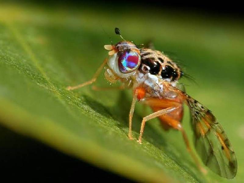Agricultura busca erradicar a la mosca del mediterráneo