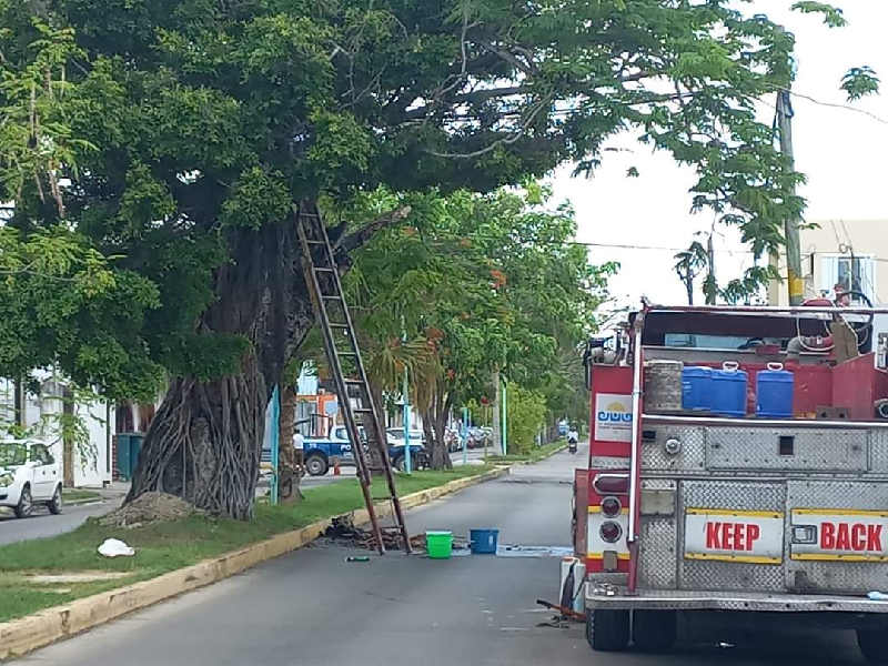 Enjambre de abejas paraliza una cuadra en elo centro de Chetumal