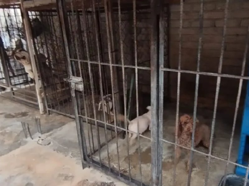 Rescatan a 25 perros de criadero clandestino en la Álvaro Obregón