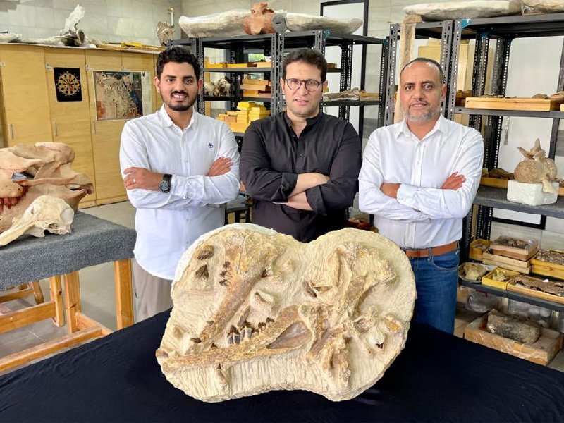 Egipto descubre una de las ballenas extintas más antiguas de África