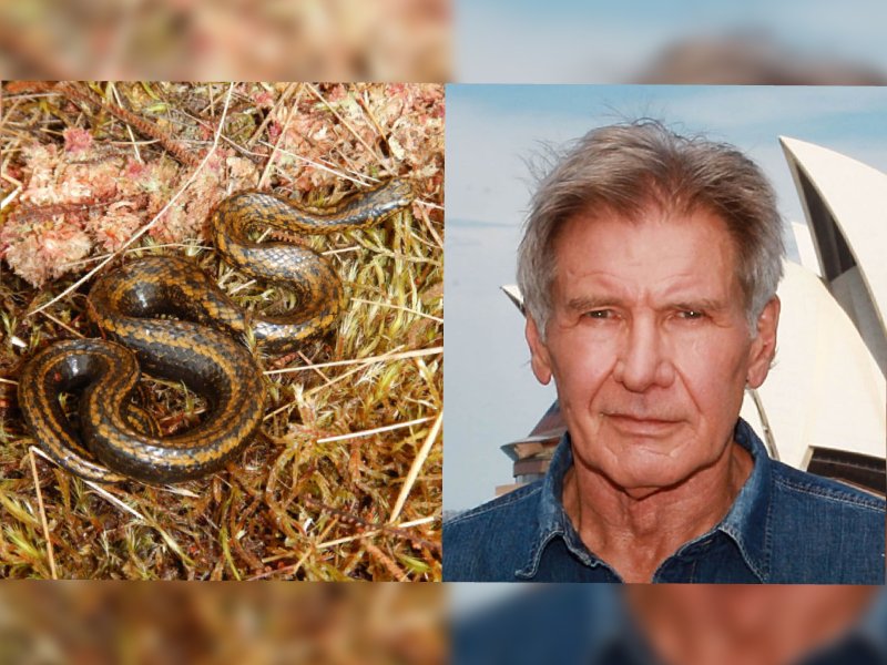 Nombran a serpiente descubierta en honor a Harrison Ford