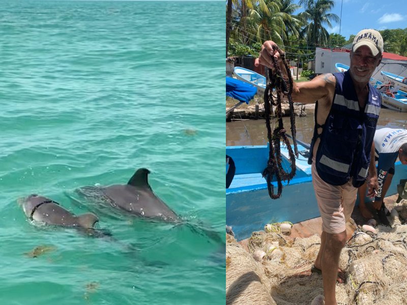 Salvan a una cría de delfín con una cuerda enredada en Punta Allen