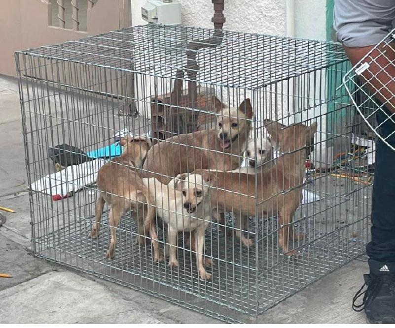 Rescatan 17 perros que sufrían maltrato en Nuevo León