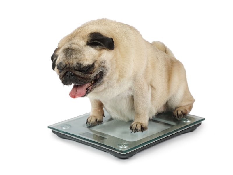 ¡Ojo! Tus mascotas pueden padecer sobrepeso y obesidad