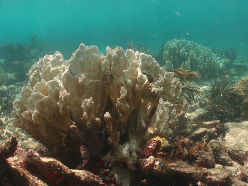 Arrecifes de coral en Puerto Morelos comenzaron a morir desde julio