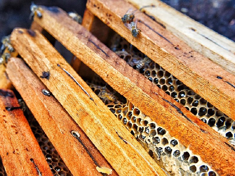 Estiaje redujo producción de miel en L. Cárdenas en un 50 por ciento