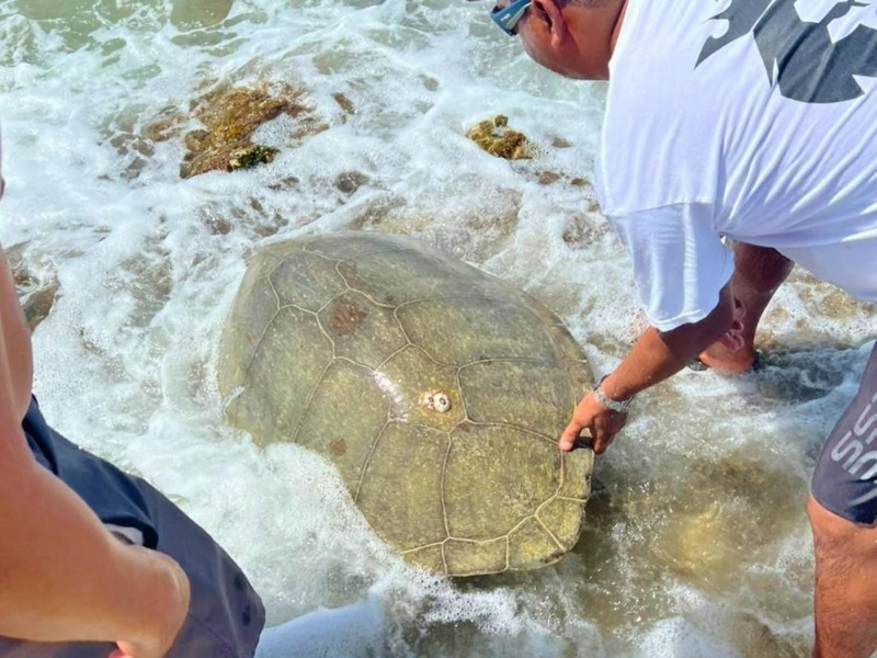 Rescatan y liberan tortuga marina que encalló en Punta Sur de Cozumel