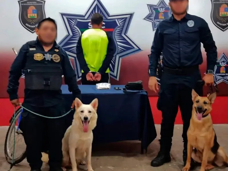 Oficial canino detecta en Chetumal a menor de edad con estupefacientes