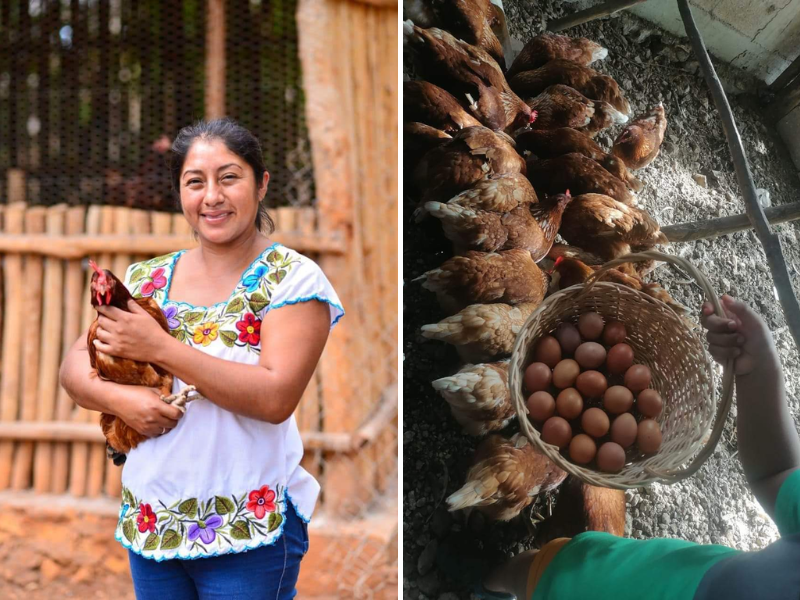 Mujeres de Carrillo Puerto incursionan en la venta de huevo de patio