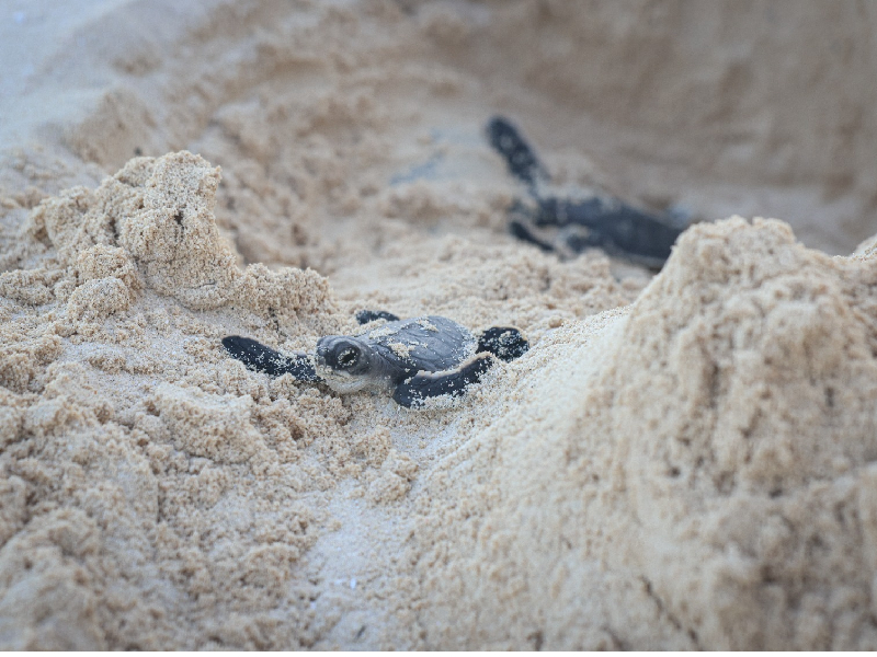 Contabilizan en Punta Brava de Puerto Morelos por lo menos 2,200 nidos de tortuga marina