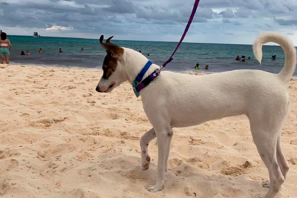 Aumentará la vigilancia para evitar que mascotas ingresen a las playas en Solidaridad