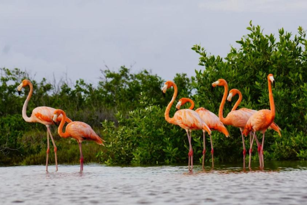 Arriba parvada de flamencos rosados en la laguna X'tacún