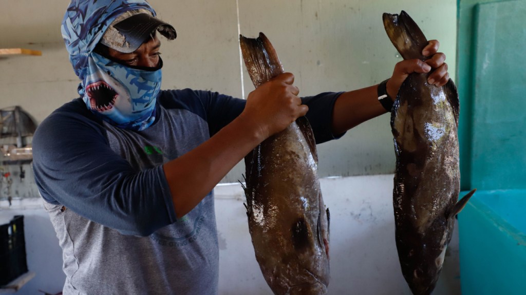 Pescadores sufren las consecuencias de la compra de productos del mar a intermediarios.