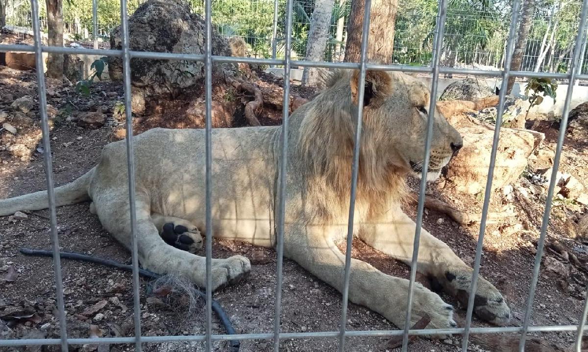 El zoológico de Chetumal se hace cargo de los leones desde el pasado 23 de marzo.