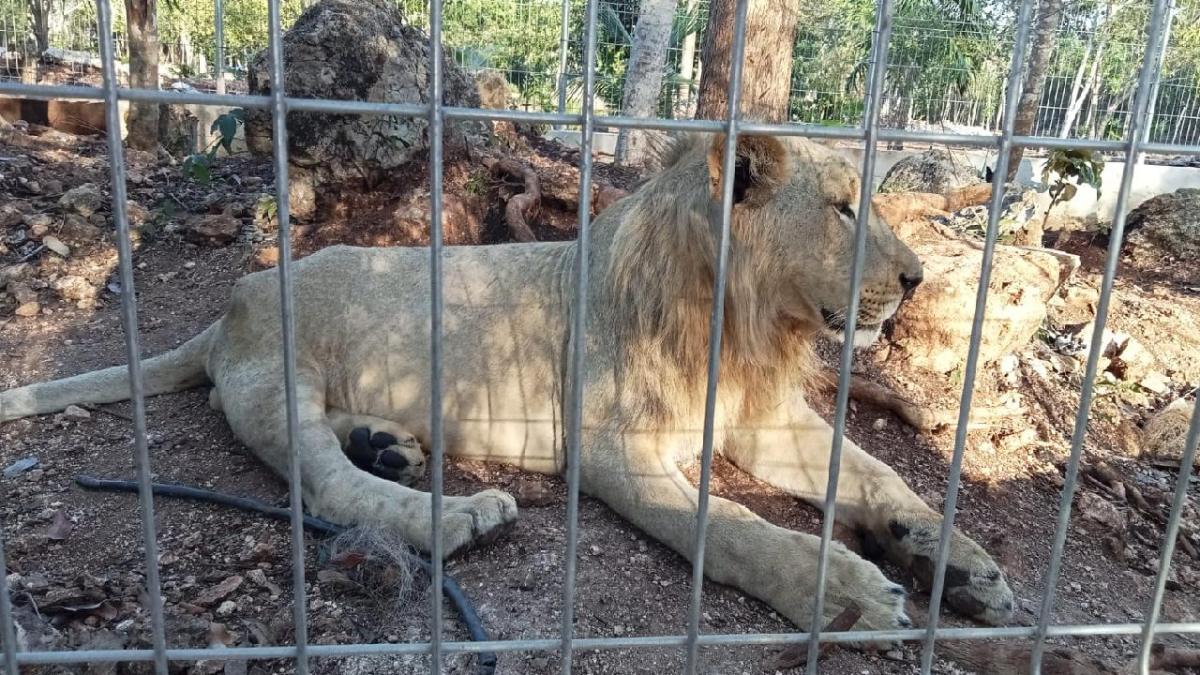 El zoológico de Chetumal se hace cargo de los leones desde el pasado 23 de marzo.