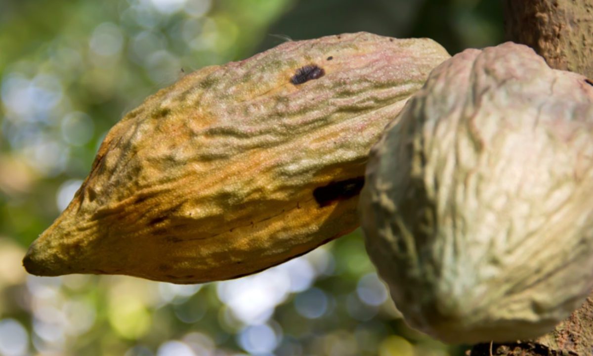 Ghana y Costa de Marfil, naciones de África Occidental, son los mayores productores mundiales de cacao.
