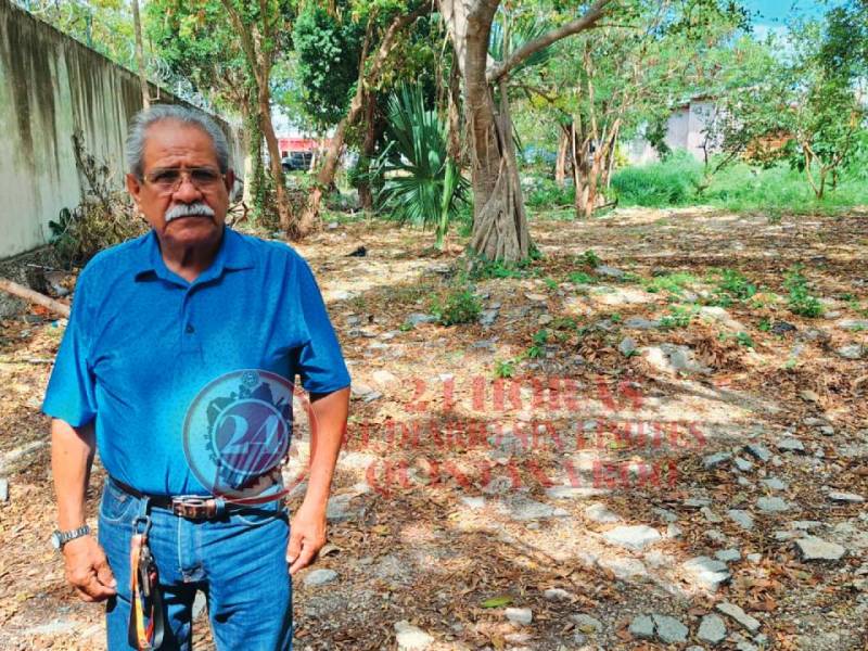 Pioneros de Cancún buscan rescatar el icónico árbol de guayacán