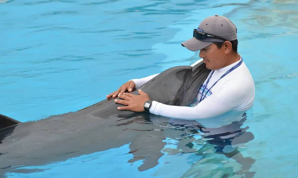 Delfín en cautiverio es abrazado por su entrenador, en un delfinario de Quintana Roo.