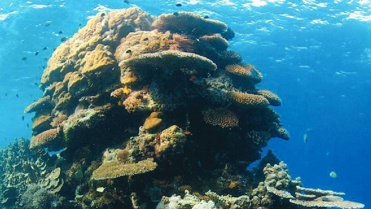 La restauración de los arrecifes es necesaria, según expertos.