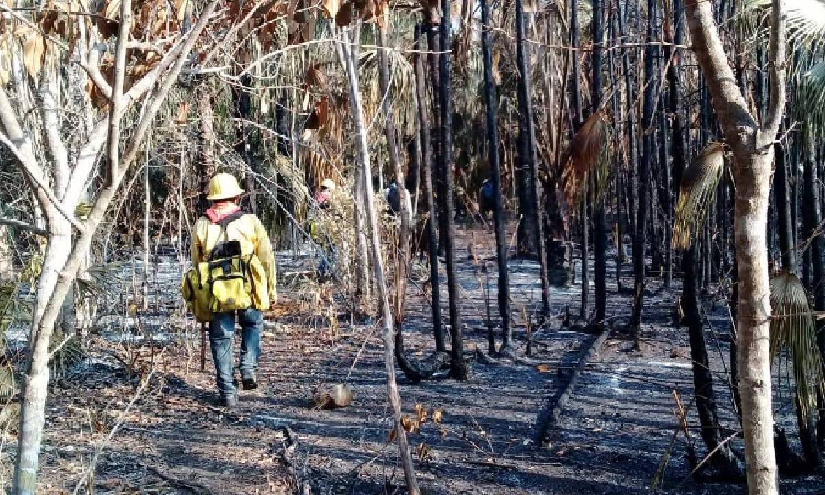 Incendios forestales arrasan con casi 3 mil 500 hectáreas en Quintana Roo.
