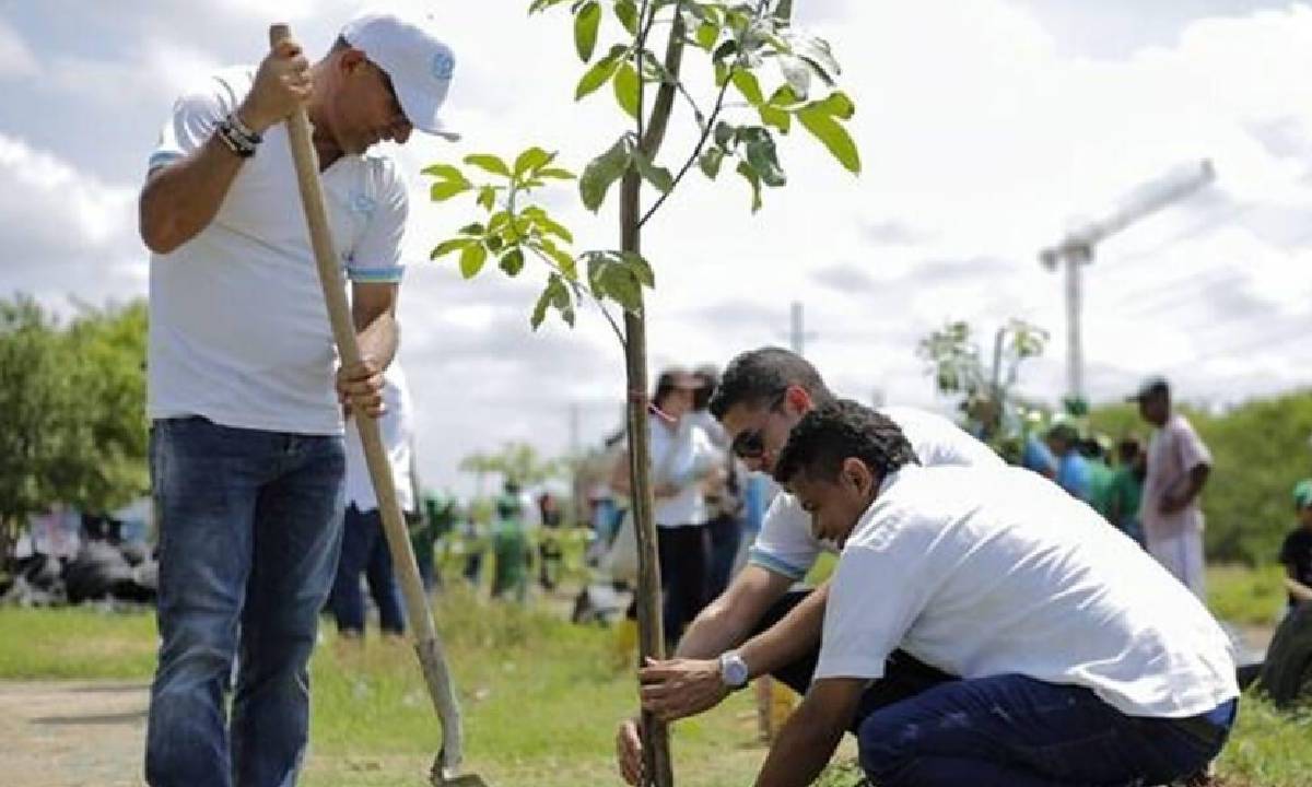 Foto ilustrativa de acciones de reforestación en Cancún.